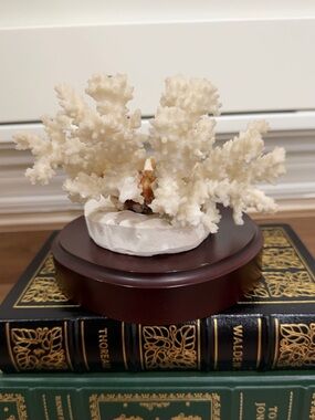 Vintage natural white coral with wooden base